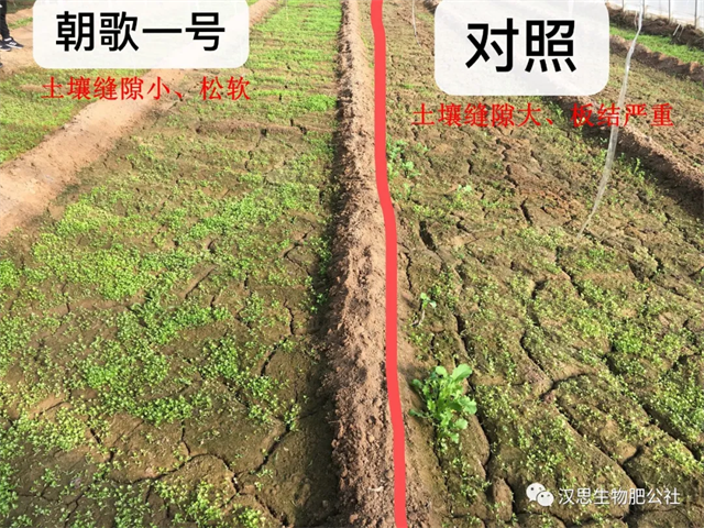 意外驚喜，《朝歌一號(hào)》不光解決西紅柿陰陽(yáng)臉，還能能讓土壤踩上去軟軟的！